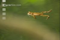 Seefrosch 1