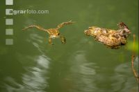 Seefrosch 2
