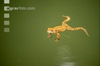Seefrosch 3