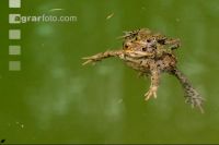 Seefrosch 4