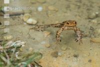 Seefrosch 5