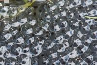 Froschlaich 2