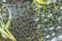 Froschlaich 3
