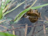 Seefrosch 6