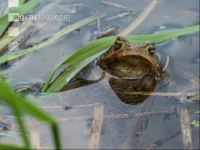 Seefrosch 7
