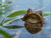 Seefrosch 8