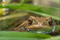 Seefrosch 9