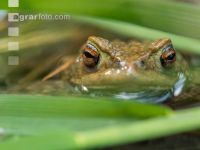 Seefrosch 10