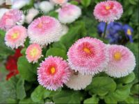 Bellis