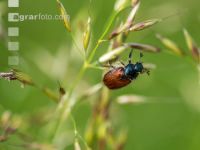 Gartenlaubkäfer auf Glatthafer