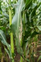 Diabrotica Blattschaden 3