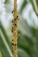 Diabrotica auf Maisrispe 2