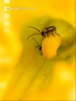 Diabrotica auf Ölkürbis 1