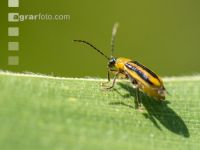 Diabrotica Blattfraß 3