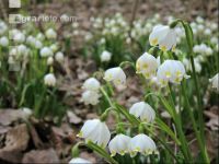 Frühlingsknotenblume 5