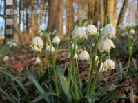 Frühlingsknotenblume 6