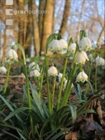 Frühlingsknotenblume 7