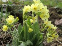 Echte Schlüsselblume 7