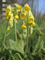 Echte Schlüsselblume 4