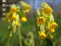Echte Schlüsselblume 3