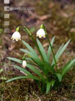 Frühlingsknotenblume 2