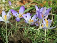 Krokus 12