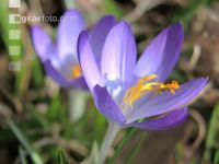Krokus 10