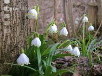 Frühlingsknotenblume 13