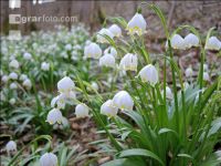 Frühlingsknotenblume 12