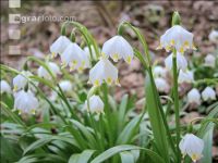 Frühlingsknotenblume 11