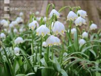 Frühlingsknotenblume 10