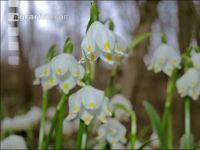 Frühlingsknotenblume 9