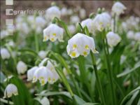 Frühlingsknotenblume 14