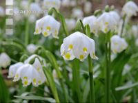 Frühlingsknotenblume 8