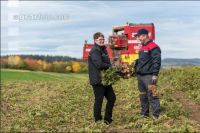 Industriekartoffel Ernte 75