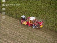 Industriekartoffel Ernte 59