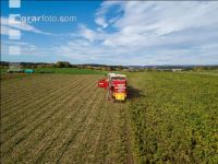 Industriekartoffel Ernte 41