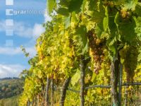 Weinlese Wachau 16
