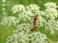 Roter Weichkäfer 1