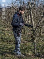 Obstbaumschnitt 17