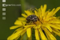 Trauer  Rosenkäfer 4