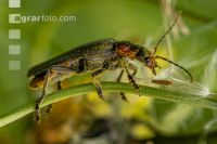 Weichkäfer auf Pippau 1