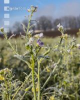Zwischenfrucht Frost 1