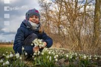 Frühlingsknotenblume 15