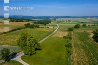 Riesige Linde 3