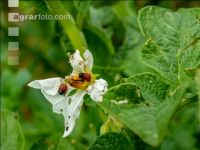 Kartoffelkäfer Larven 1
