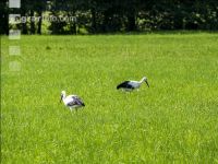 Störche auf Dauerwiese 4