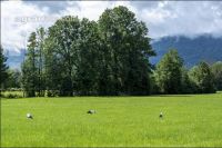 Störche auf Dauerwiese 3