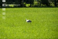 Störche auf Dauerwiese 2