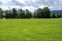 Störche auf Dauerwiese 1